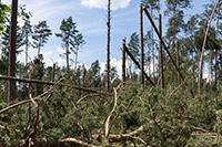 Stormfällda träd.